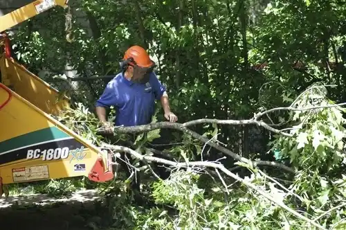 tree services Hackensack